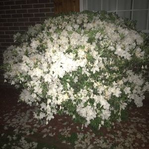 Meet your Posher, Monica